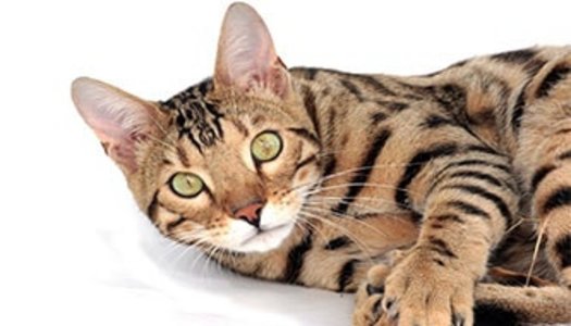 Bengalkatze
