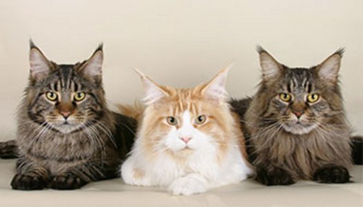 Maine Coon