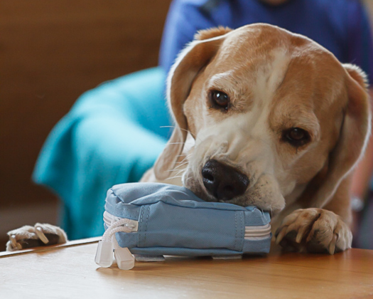 Ein Assistenzhund liegt auf dem Boden