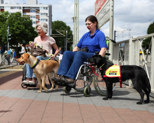 Zwei Assistenzhunde stehen neben zwei Rollstuhlfahrerinnen