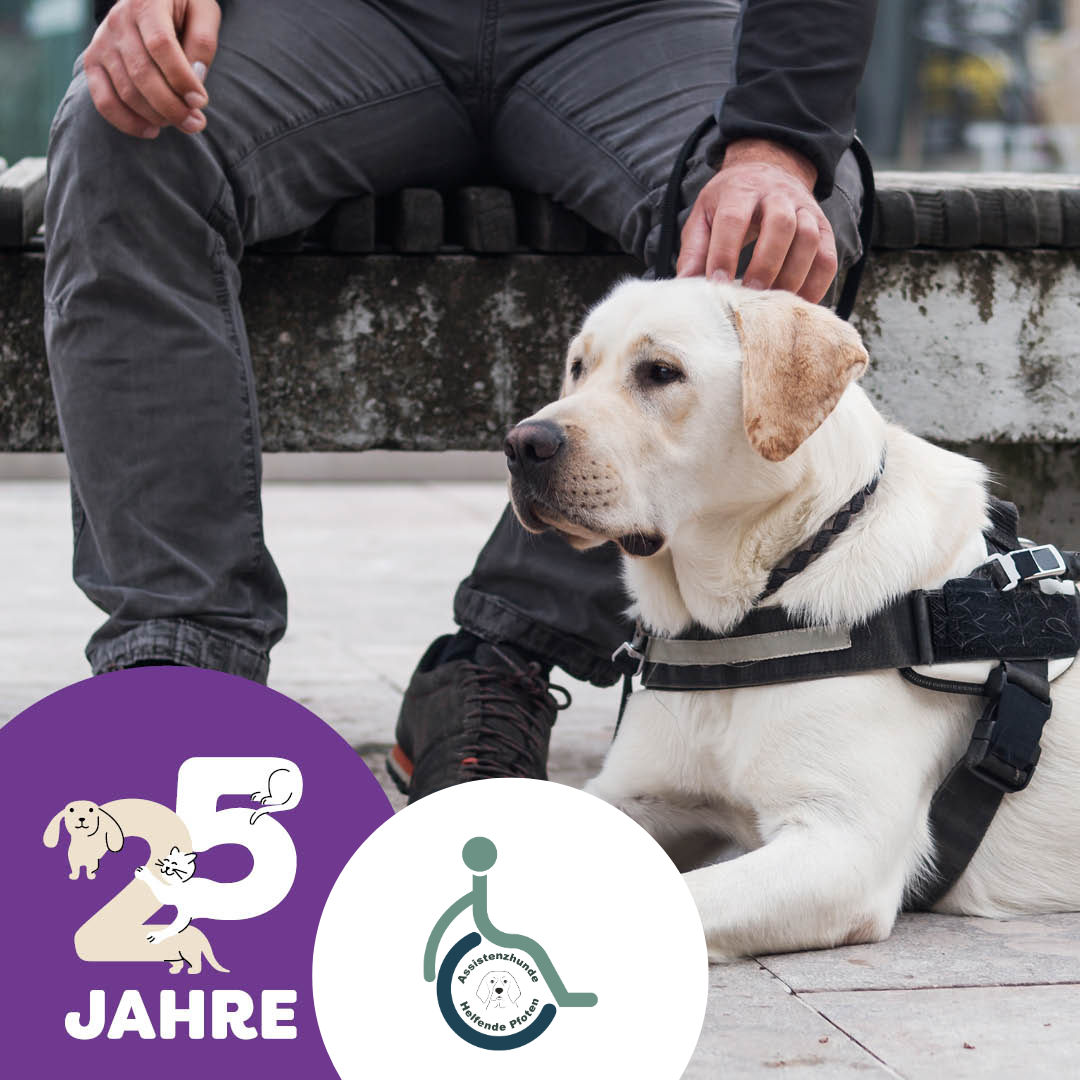 Ein Assistenzhund liegt auf dem Boden
