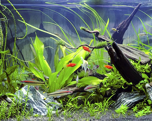 Aquariumfische