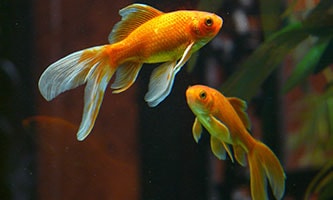 Fische orange