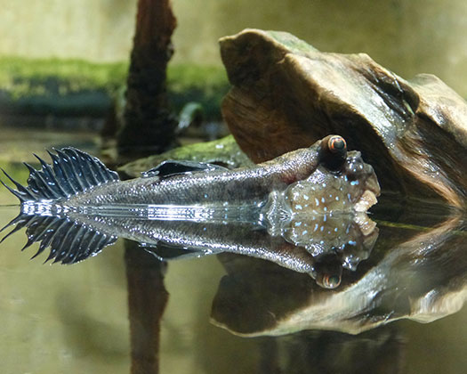 Periophthalmus