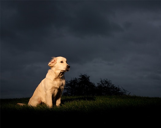 Hund in der Dunkelheit