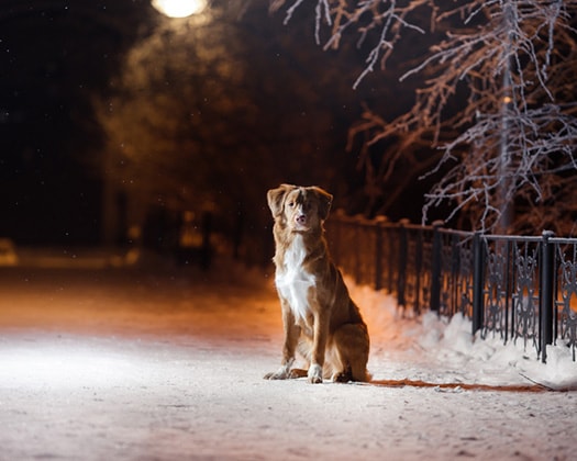 Hund im Dunkeln