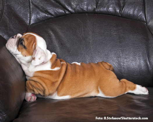 Französische Bulldogge - Pflege – Dogs Supreme ©