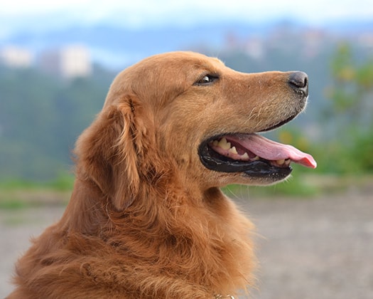 welche farbe hat ein golden retriever