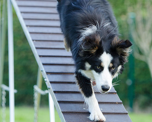 Hund draußen