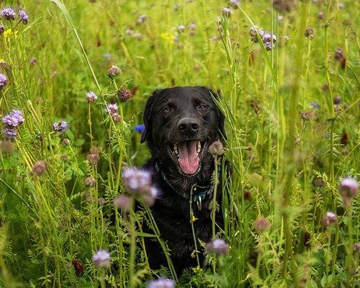 Hund im hohen Gras