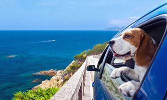 Hund in Auto auf Mallorca