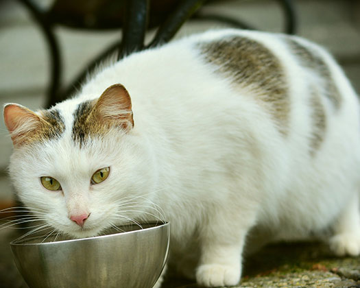 Pflege Und Vorsorge Bei Katzen