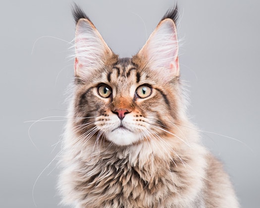 Maine Coon Flauschige Hauskatzen Zoo Co