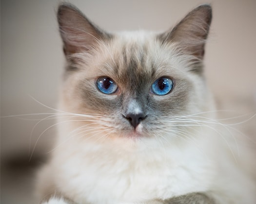 Ragdoll Katze Züchter