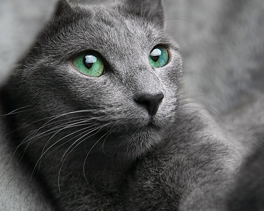 katze-russisch-blau1-zooundco-525x420px-min.jpg