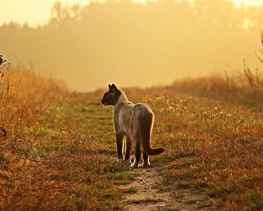 Siamkatze