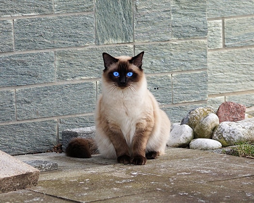 Katze Kochschürze Haustier siamesische Katze für Innen und Außen bereich 