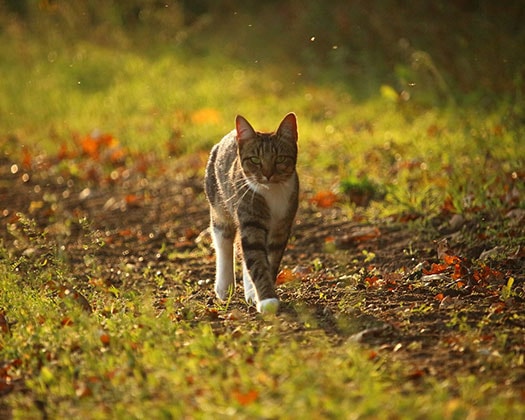 Erste Hilfe Bei Katzennotfällen