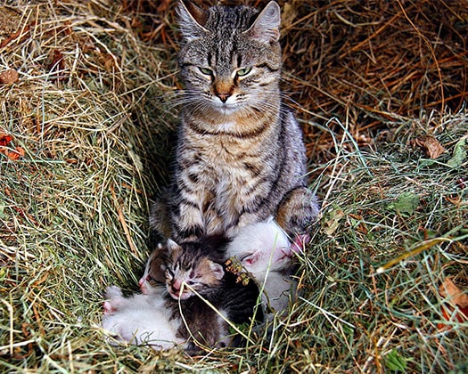 Katzenmutter mit Babys