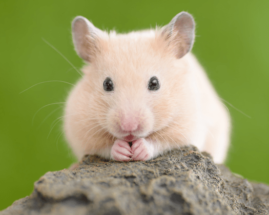 Goldhamster