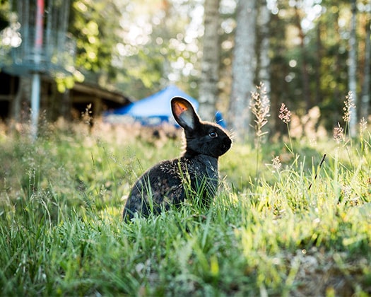 Kaninchen in hohem Gras