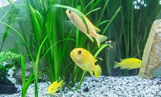 Aquarium Fische gelb