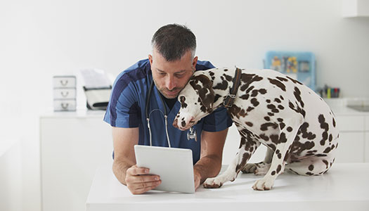 Ein Hund zusammen mit einem Tierarzt zu dem Thema Erste Hilfe beim Hundenotfall