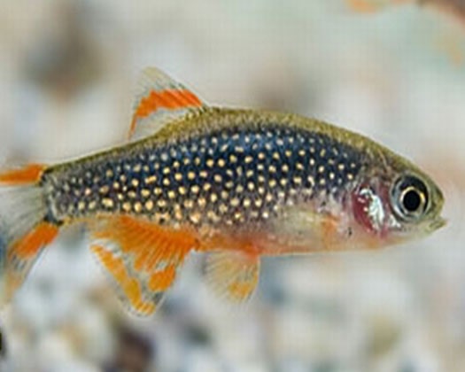 Furs Nano Aquarium Fische Bepflanzung Zoo Co