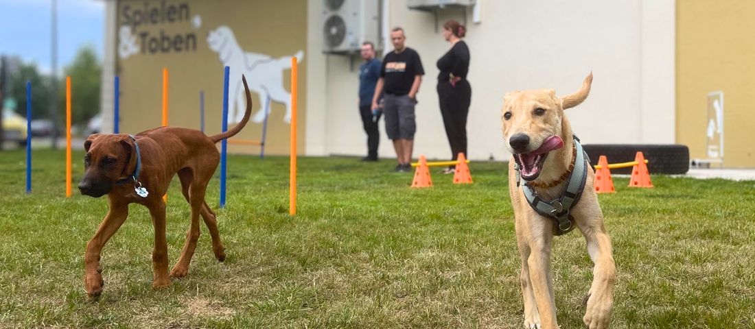 Zwei Hunde auf Hundespielplatz