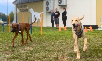 Zwei Hunde auf Hundespielplatz